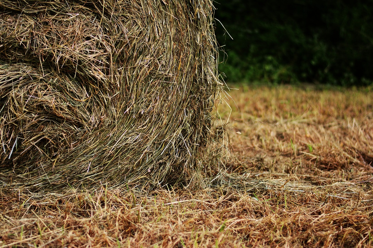 hay bales hay field free photo