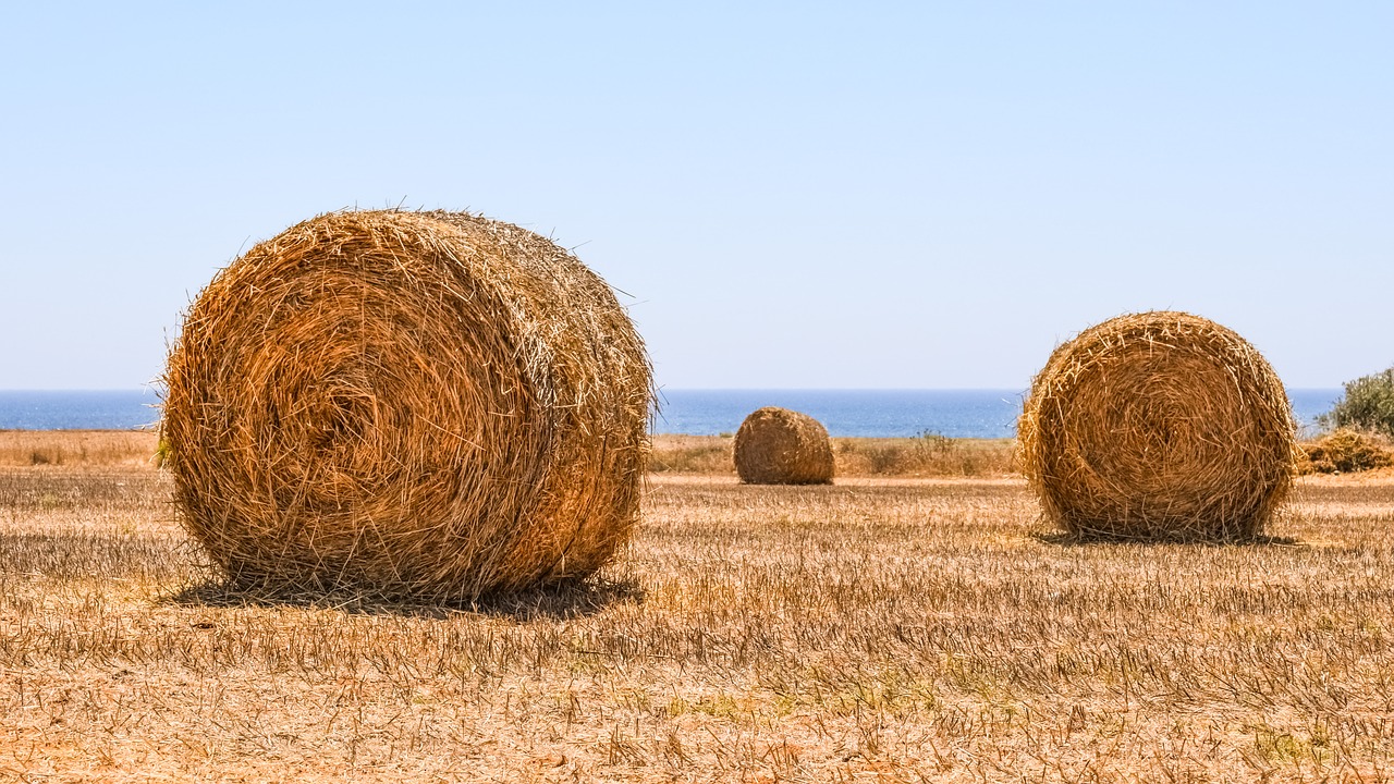 hay bales field agriculture free photo