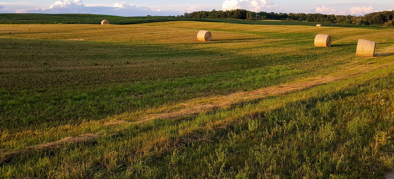 hay bales harvest field free photo