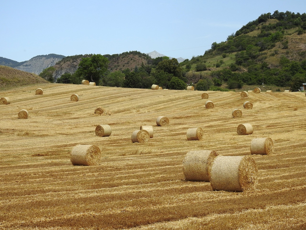 hay bales hay field hay free photo