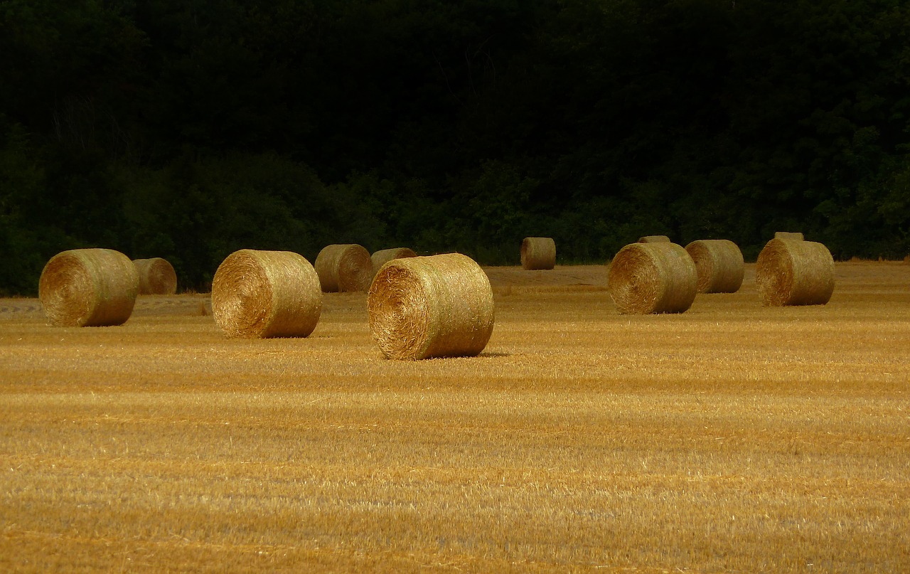 hay bales  harvest  summer free photo