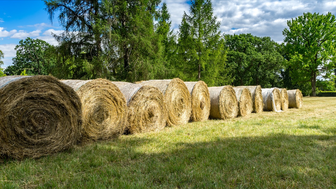 hay bales  hay  nature free photo