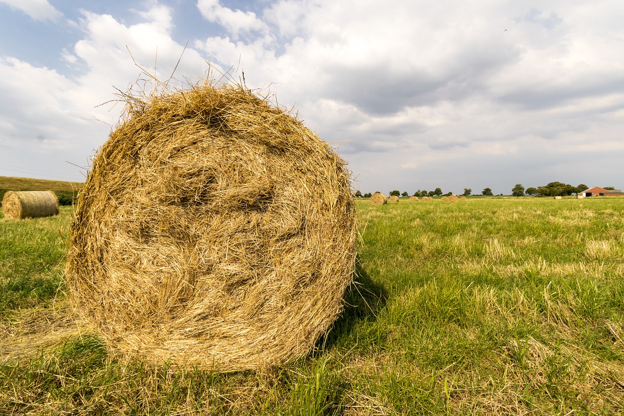 hay bales  hay  harvest free photo