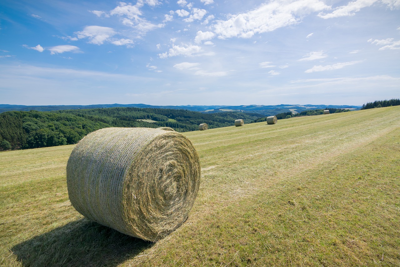 hay bales  sky  field free photo