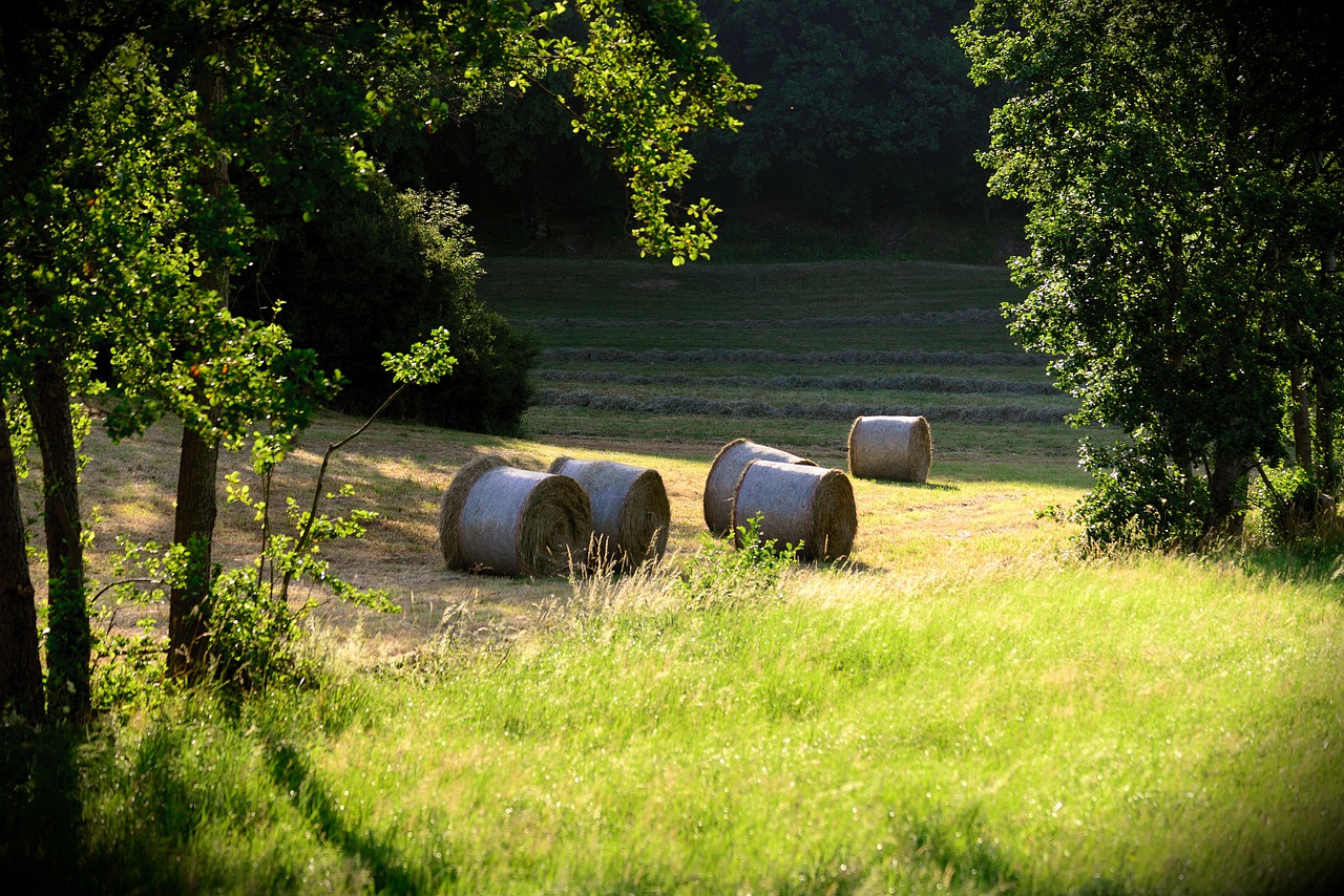 hay bales  meadow  field free photo