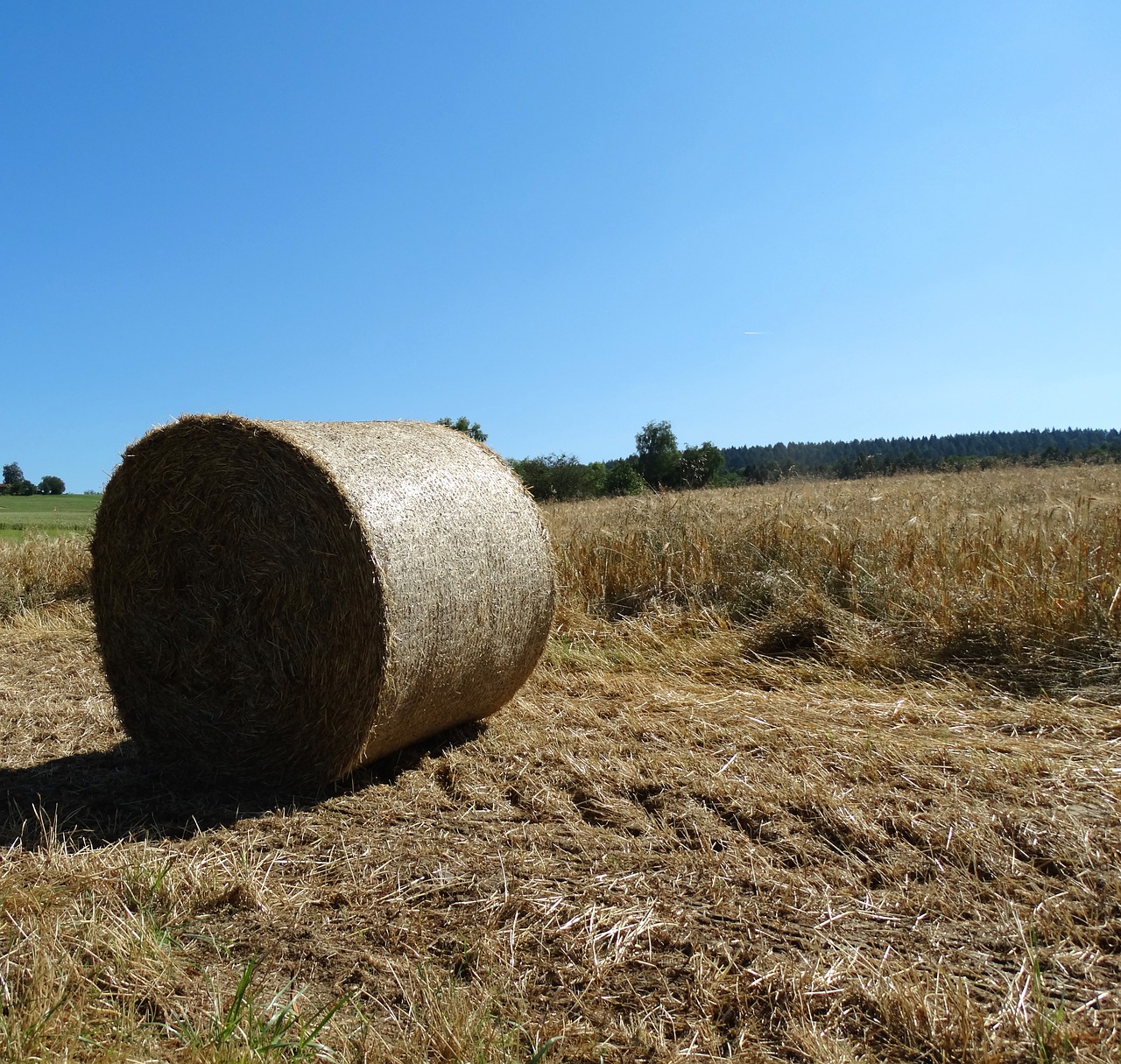 hay bales  bale  agriculture free photo