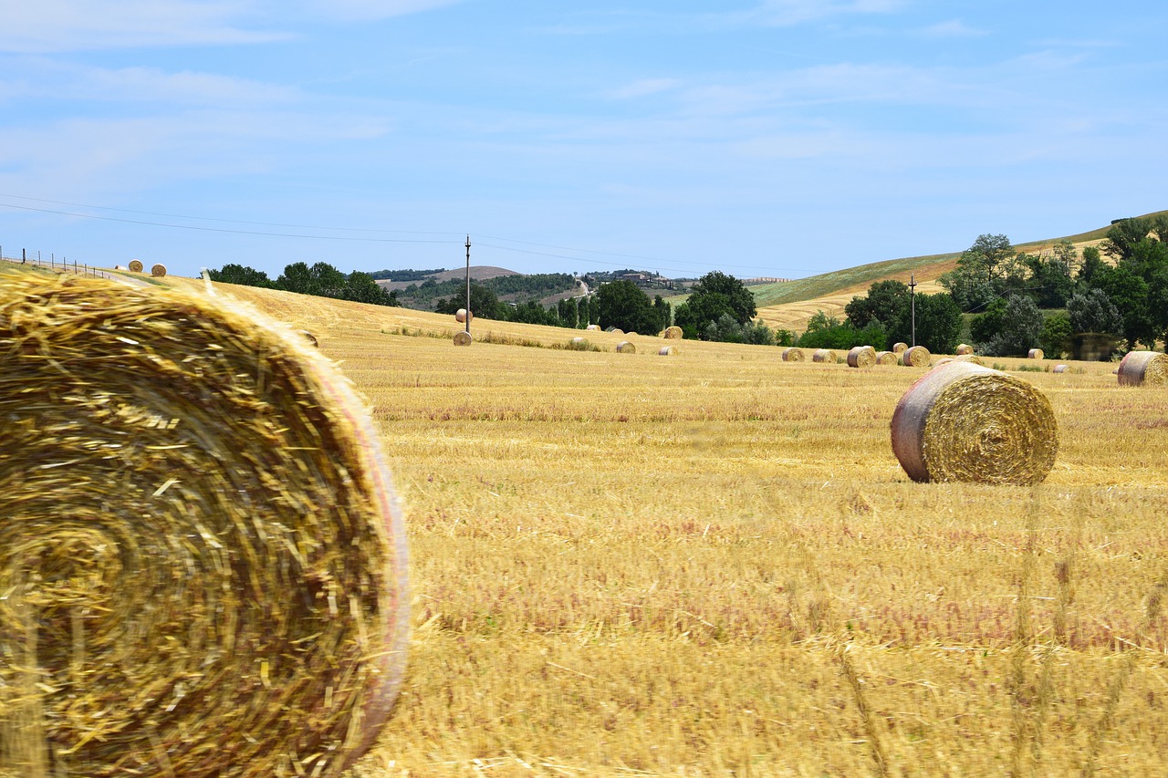 hay bales  tuscany  panorama free photo