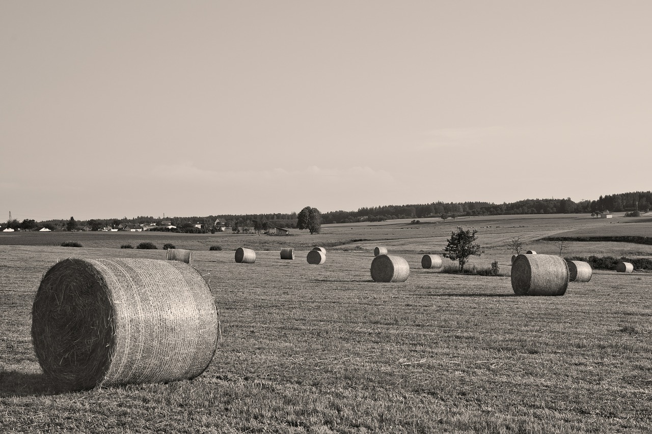 hay bales straw hay free photo