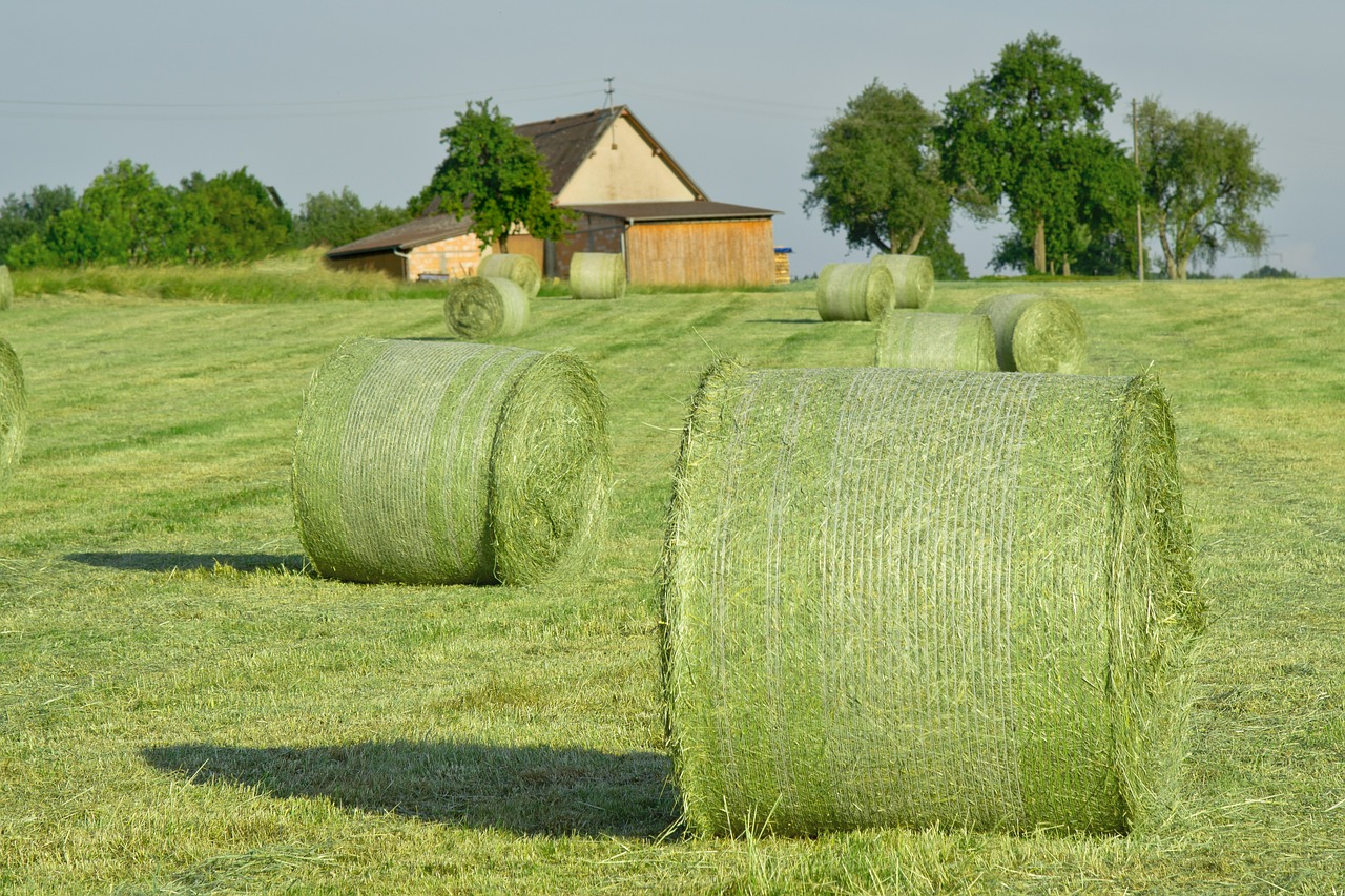 hay bales straw hay free photo