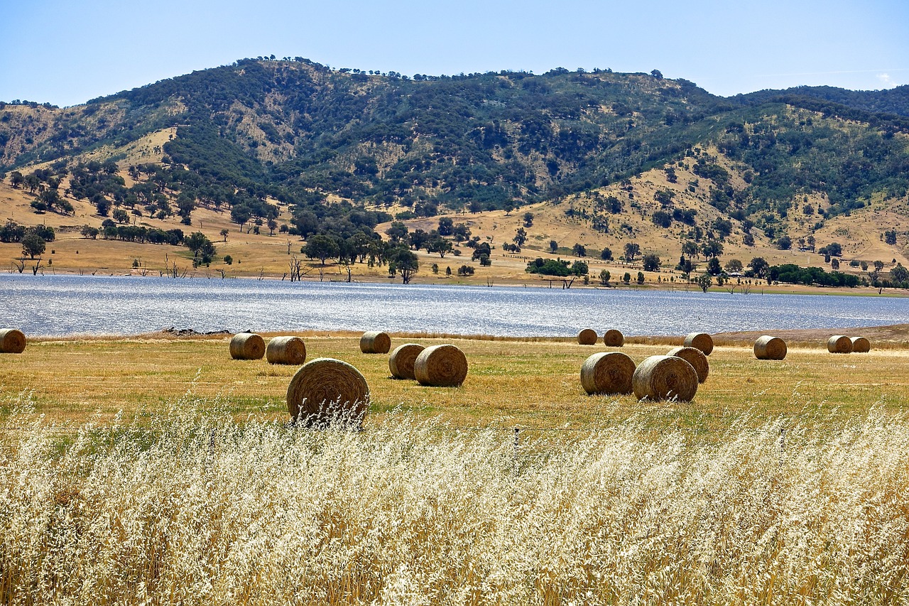 hay bales harvest hay free photo