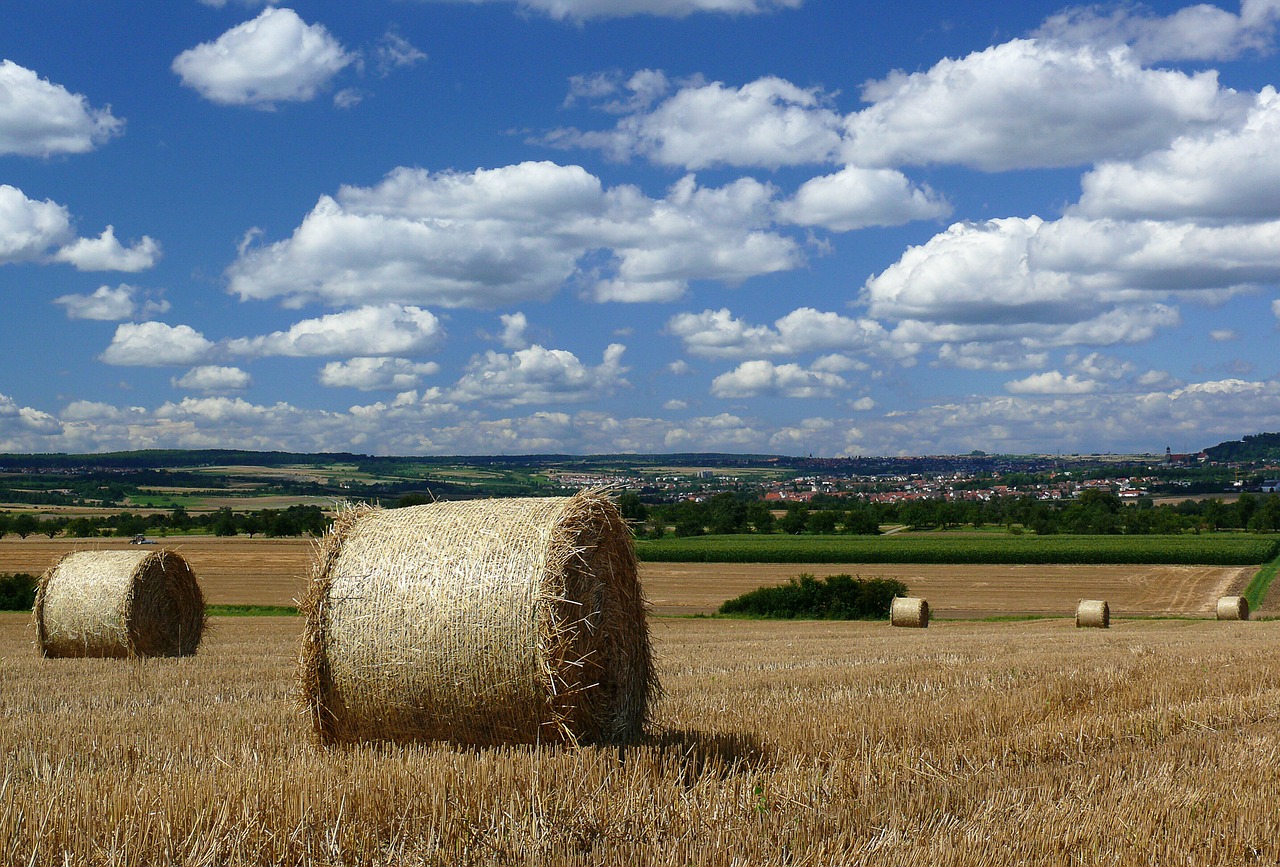 hay bales harvest agriculture free photo