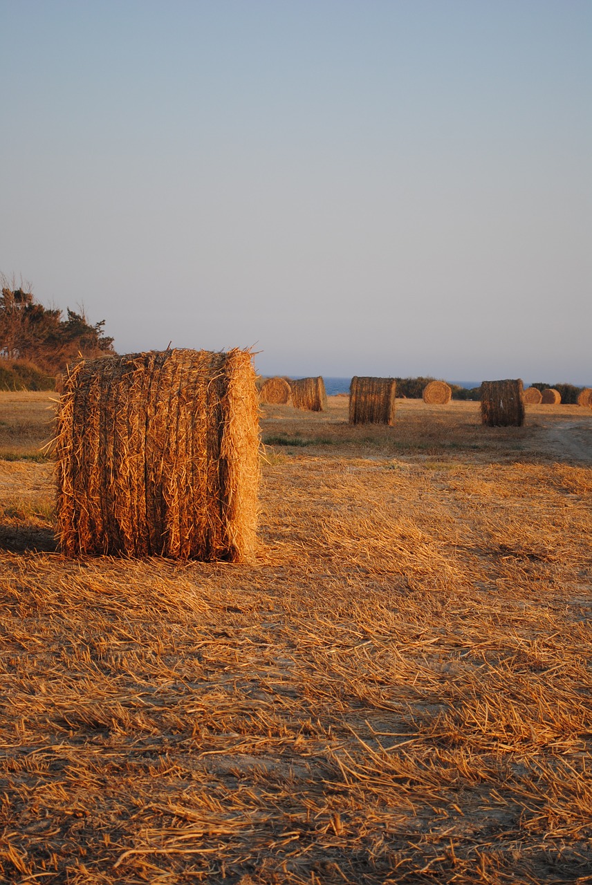 hay bales cyprus fields agriculture free photo