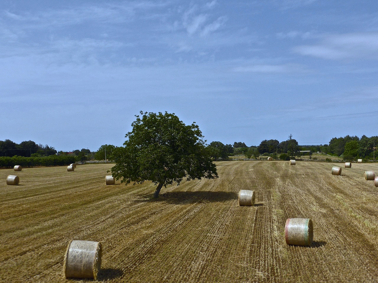 hay bales farming agricultural free photo