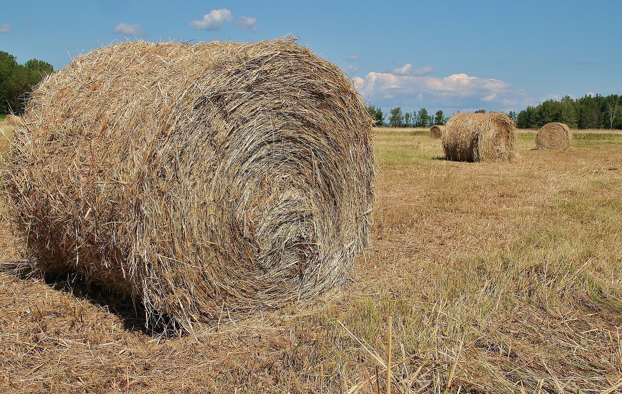 hay bales field farm free photo