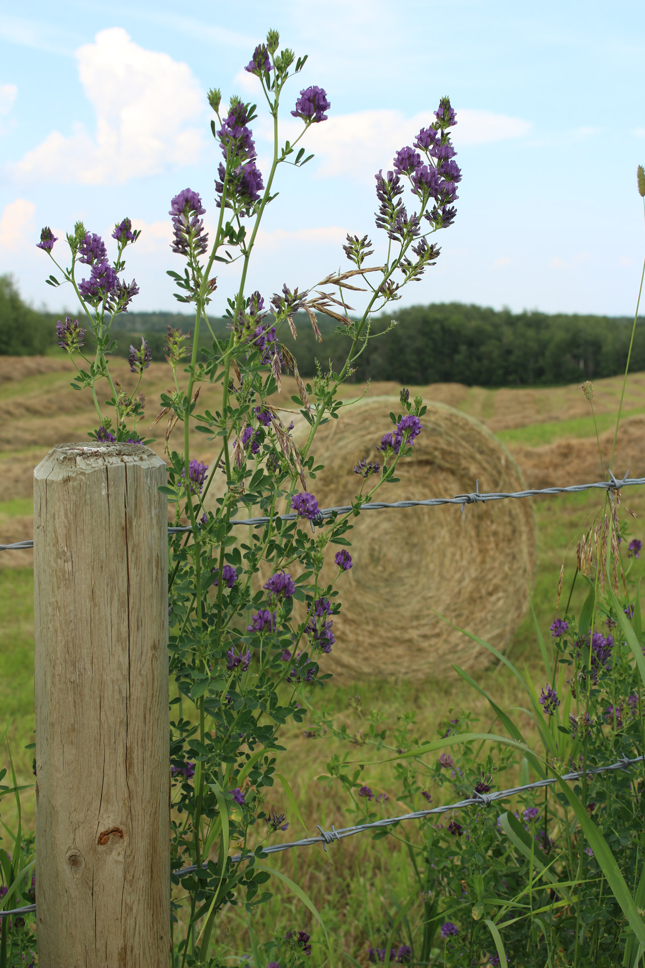 hay bales barbed free photo