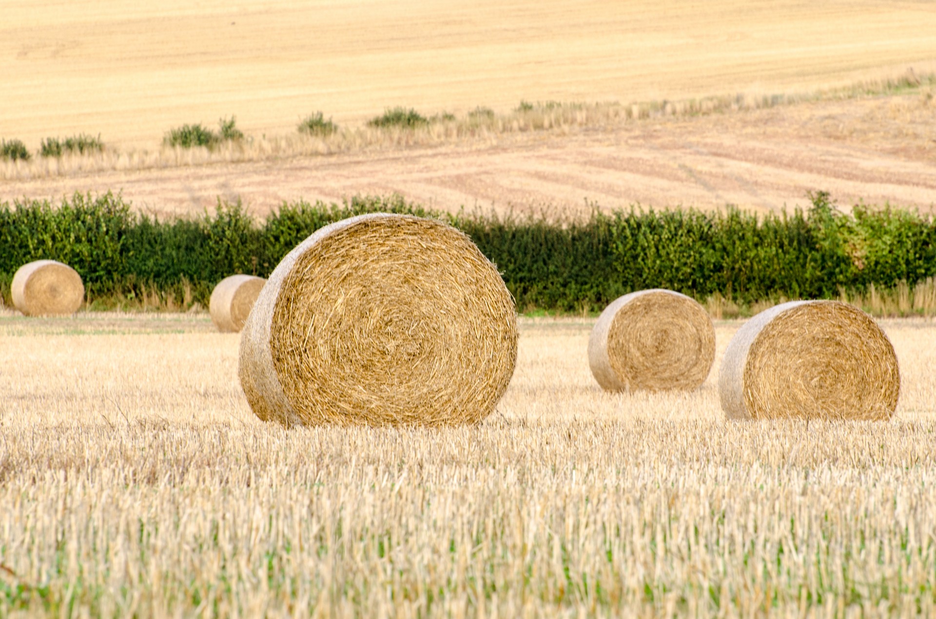 agricultural agriculture cereal free photo