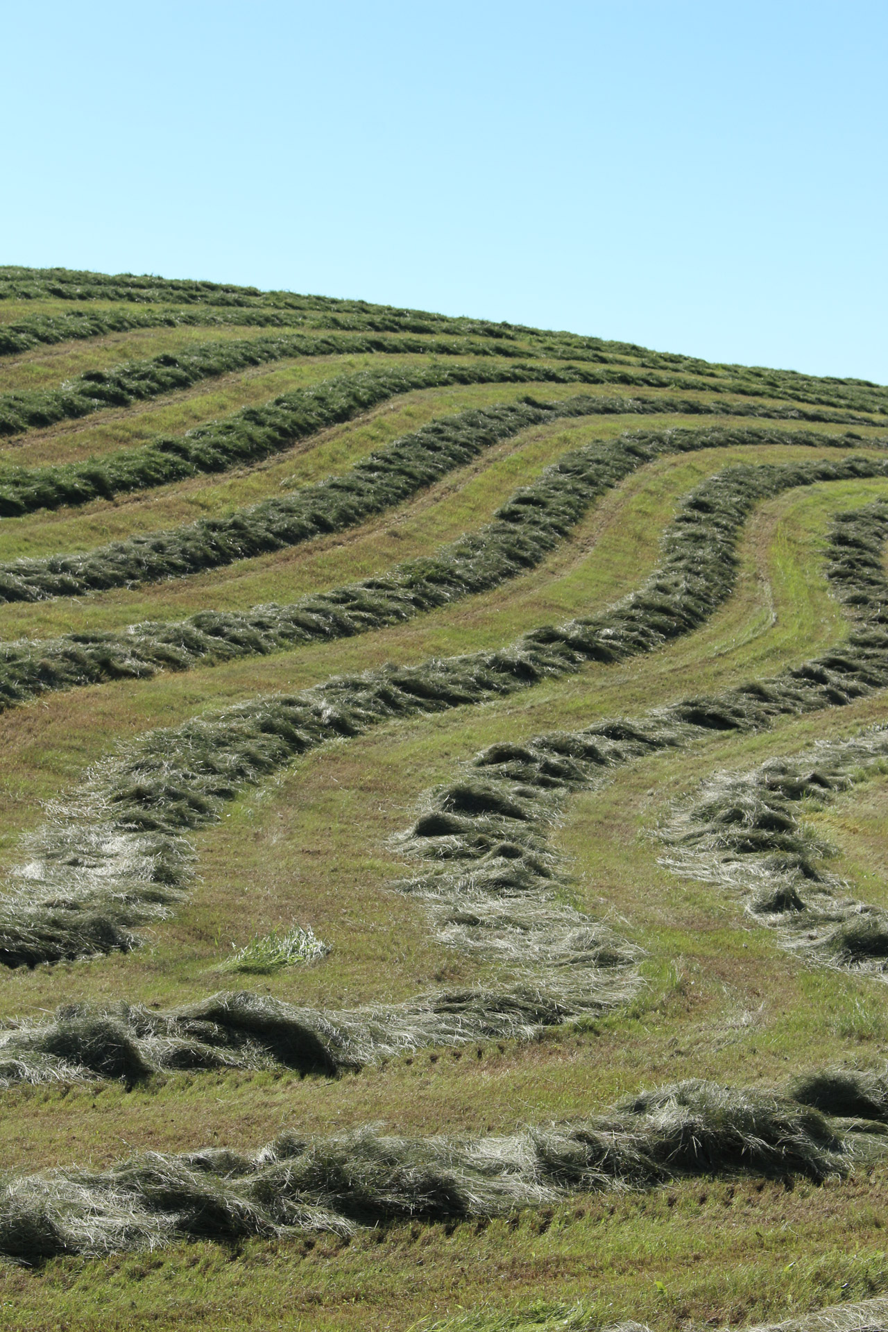 hay field crop free photo