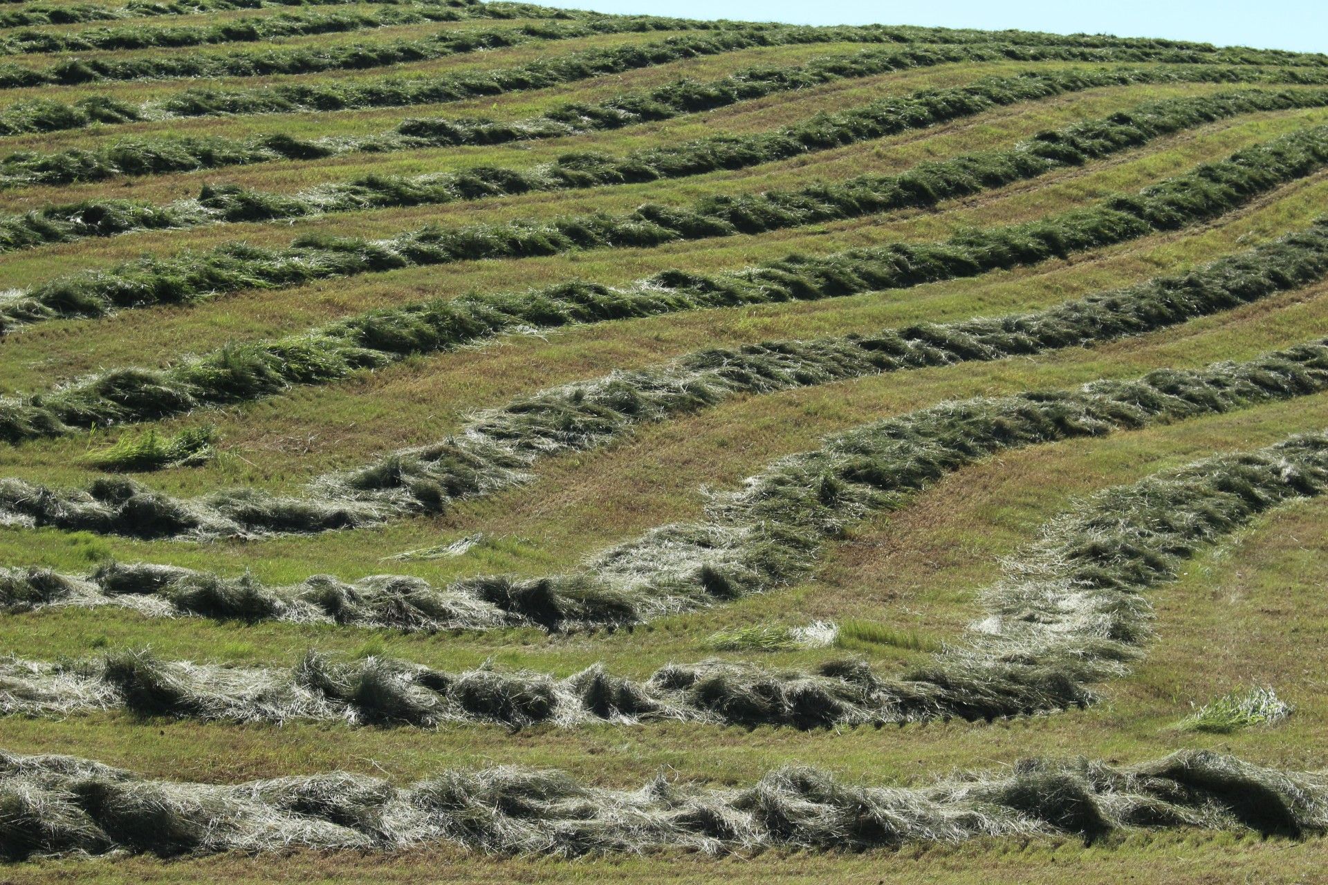 hay field crop free photo
