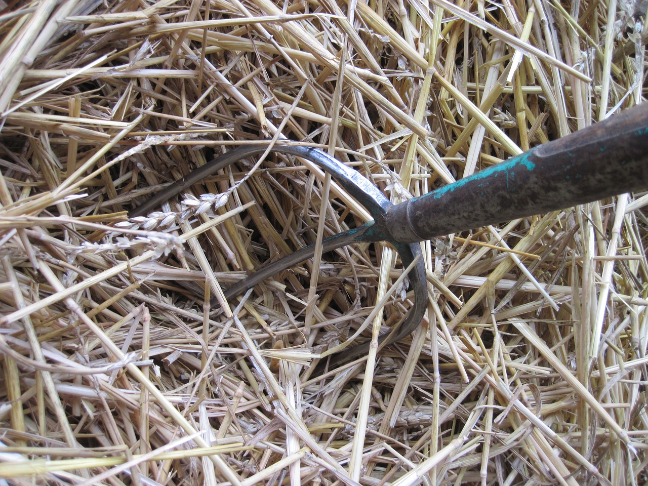 hay fork straw crap free photo