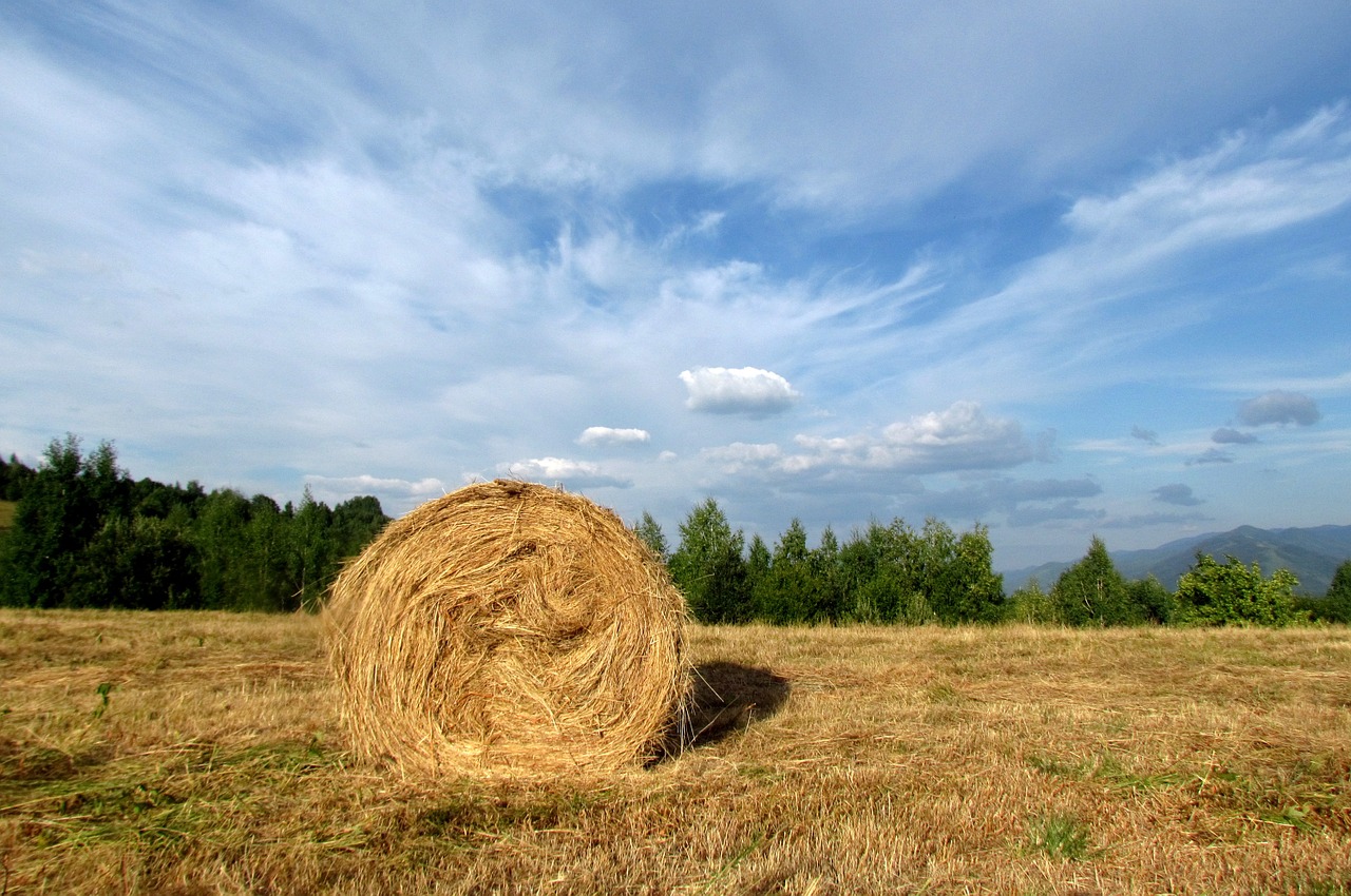 hay harvest prom sky free photo