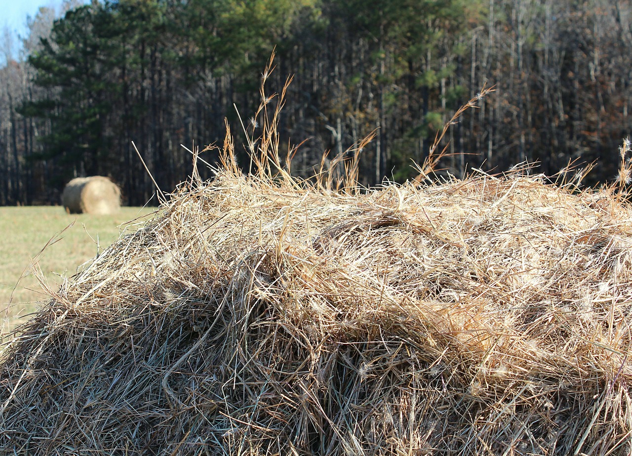 hay pile fodder dried grass free photo