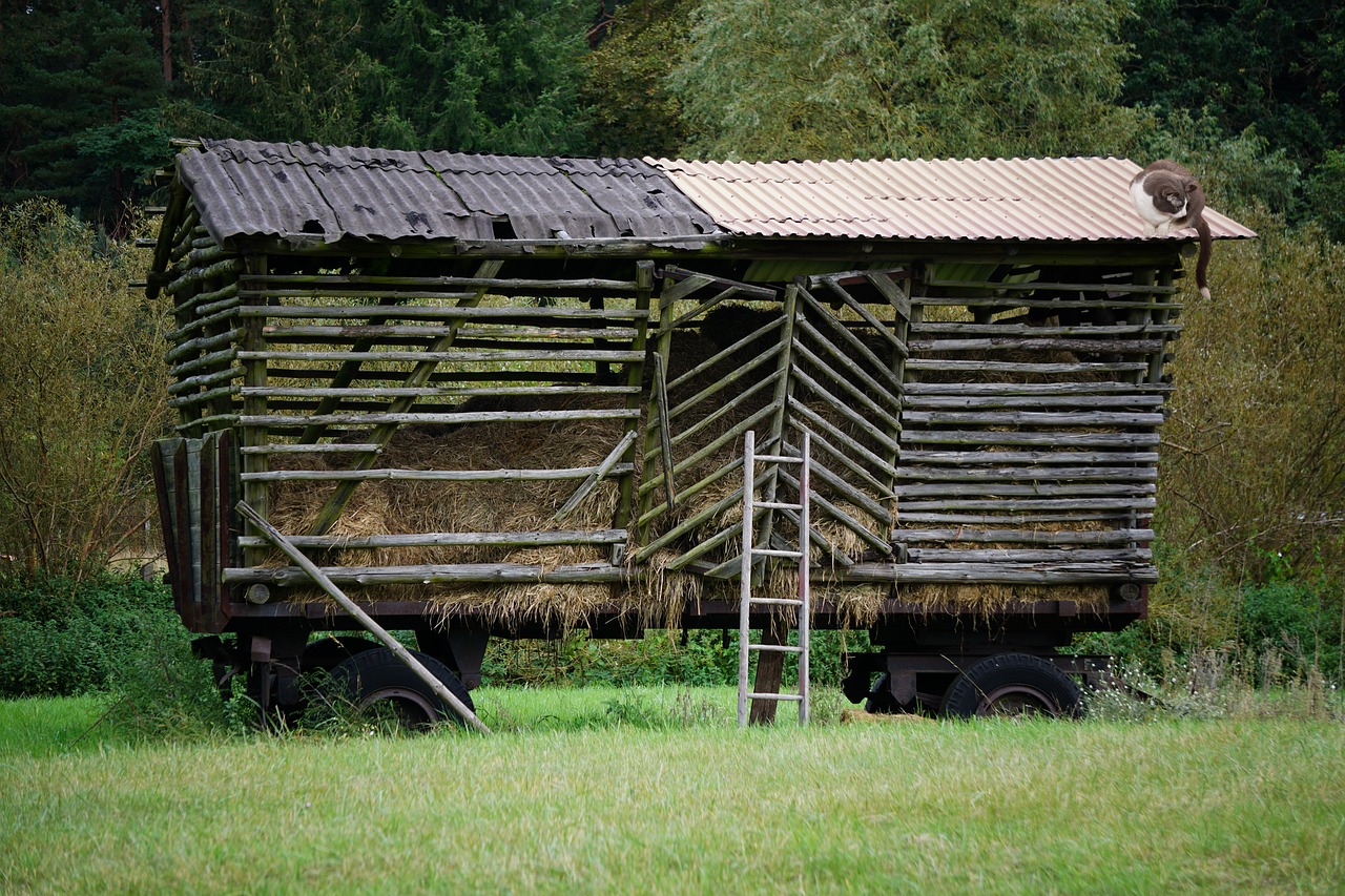 hay wagon  hay  dare free photo