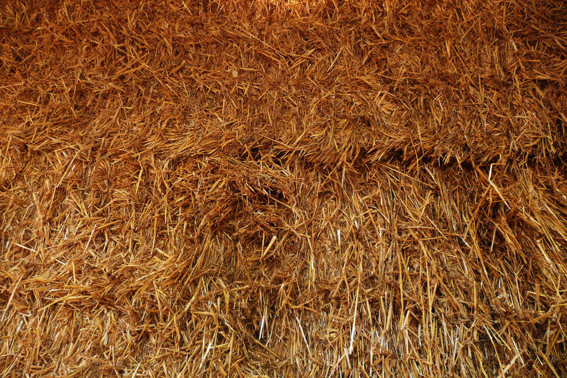 hay autumn hay free photo