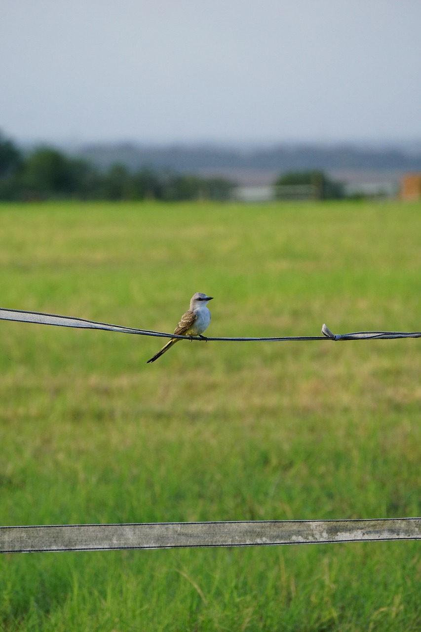 hayfield bird on a wire bird free photo