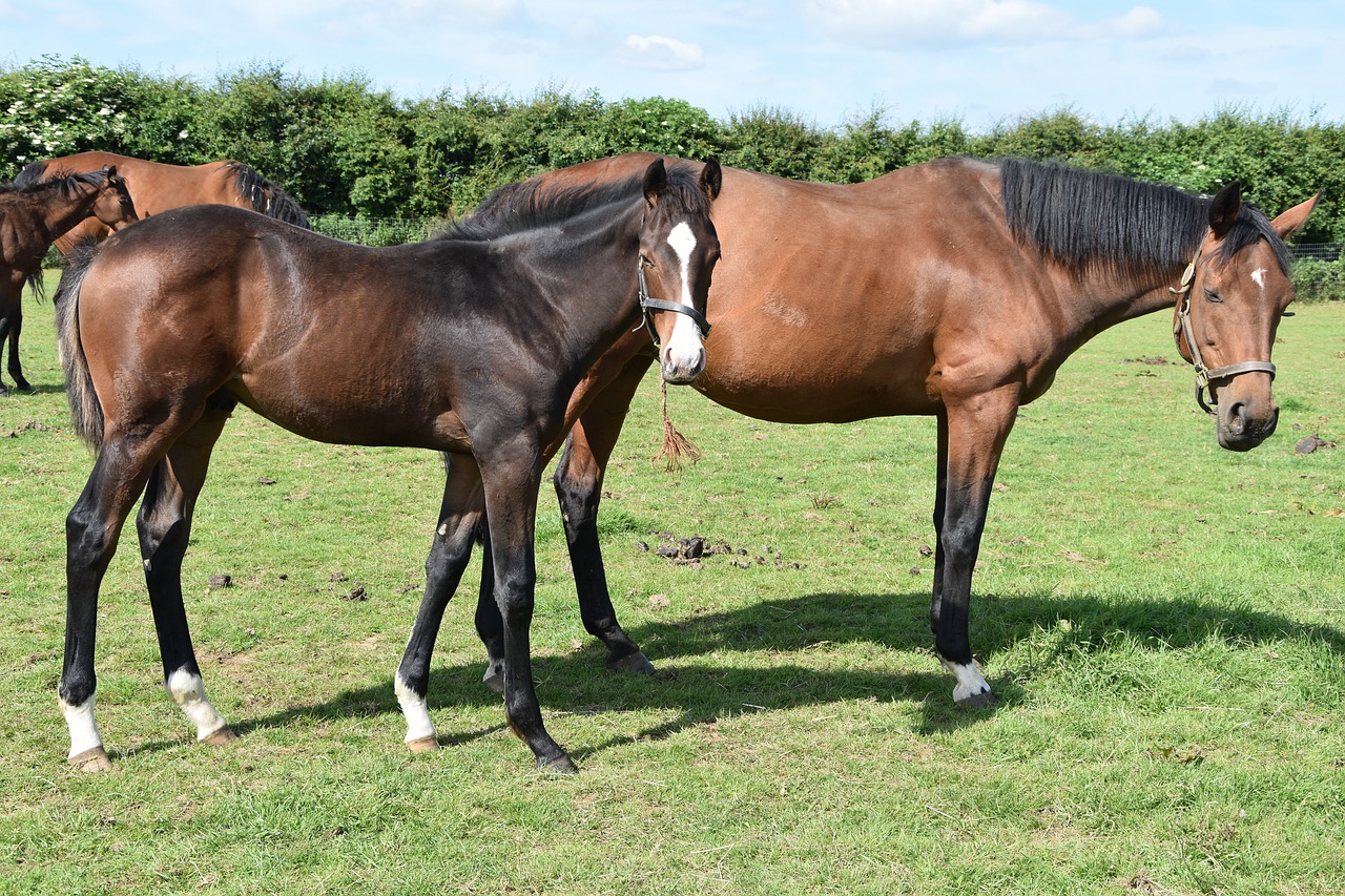 hayfield horse mammal free photo