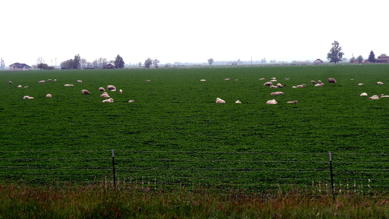 hayfield  grass  agriculture free photo