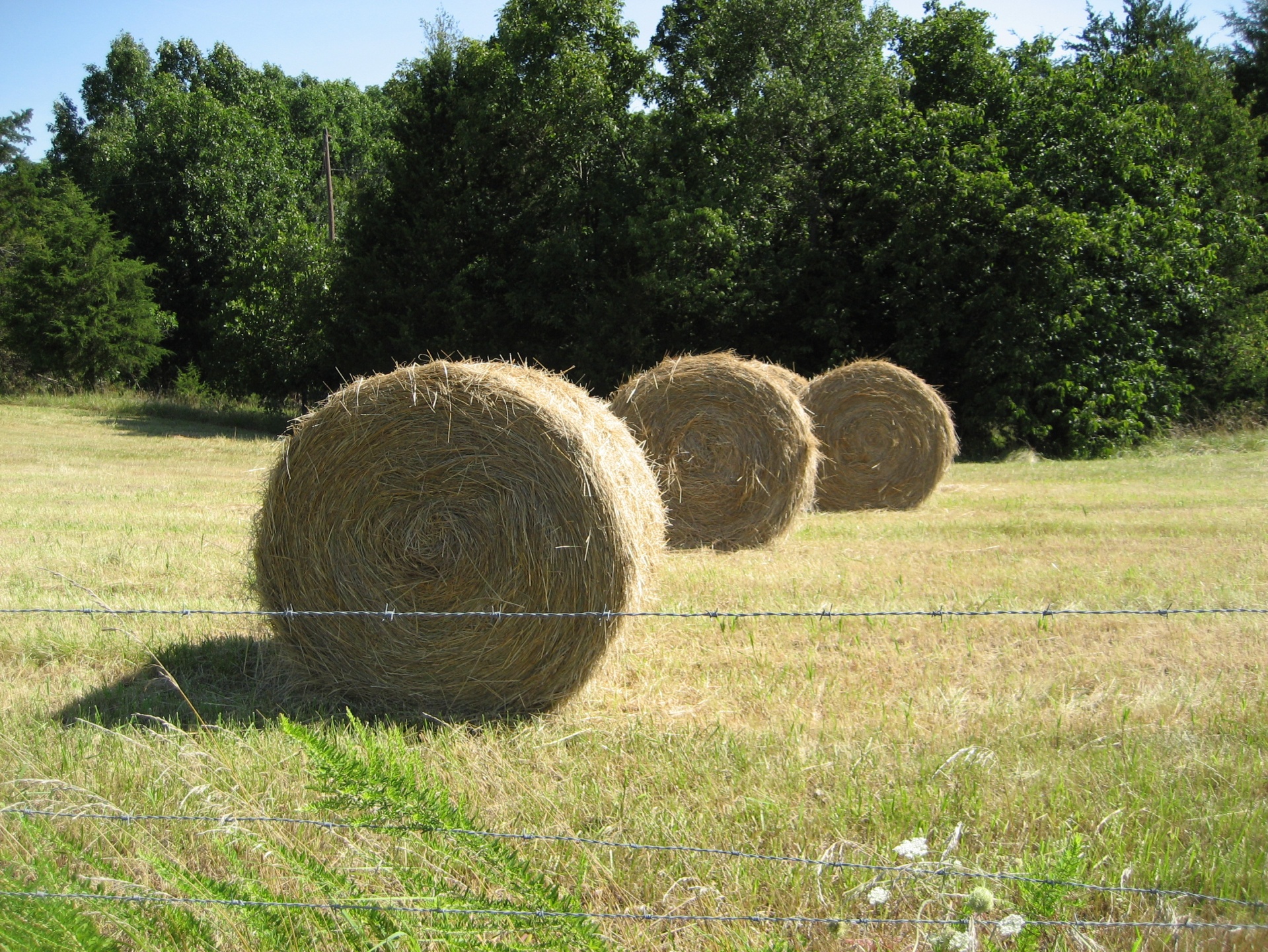 hay field pasture free photo