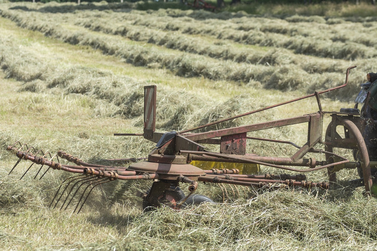 haymaking agriculture hay free photo