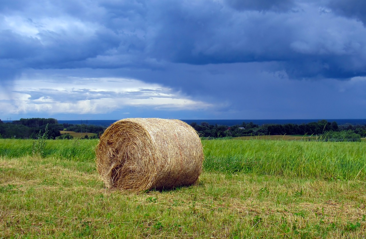 haymaking hay grass free photo