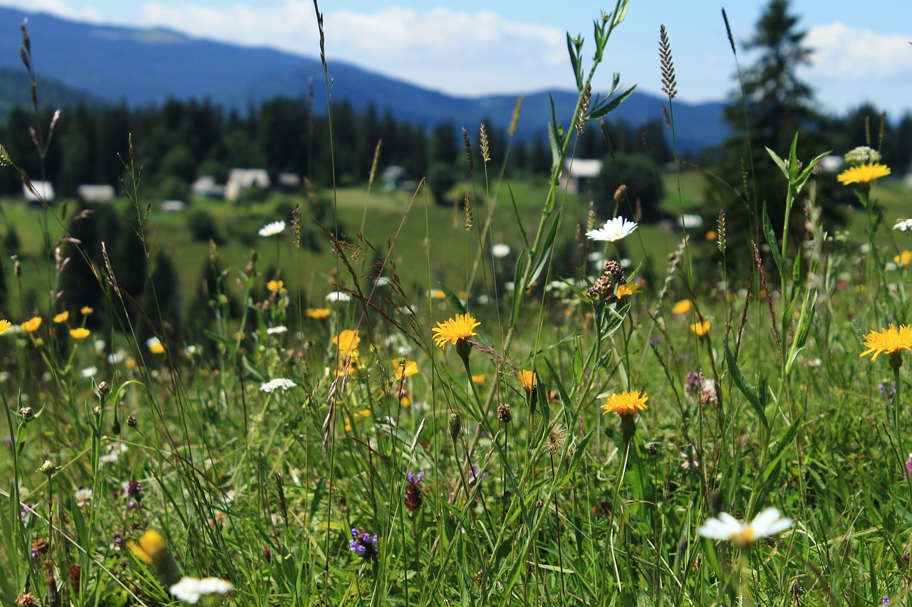 haymaking plants nature free photo