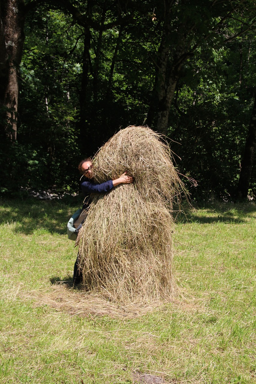 haystack hay feed free photo