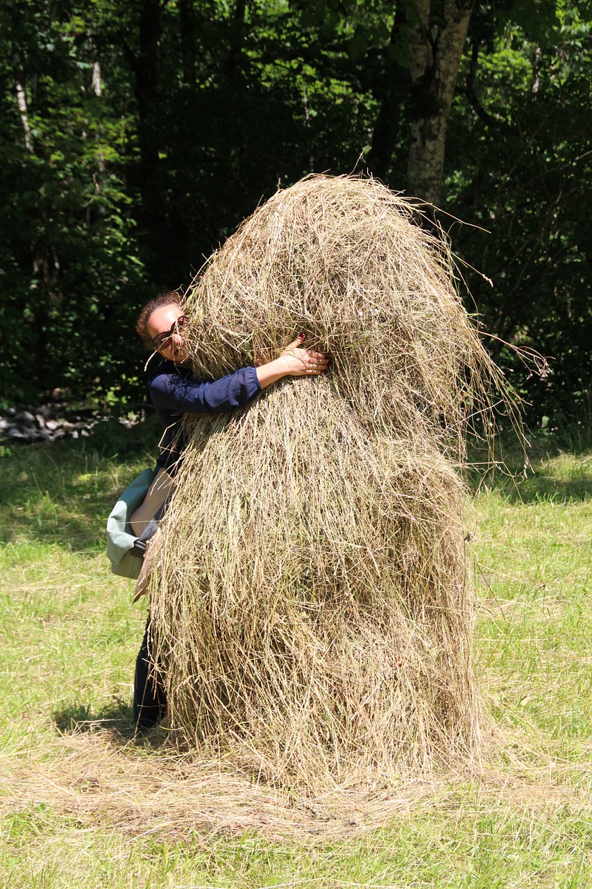 haystack hide hay free photo