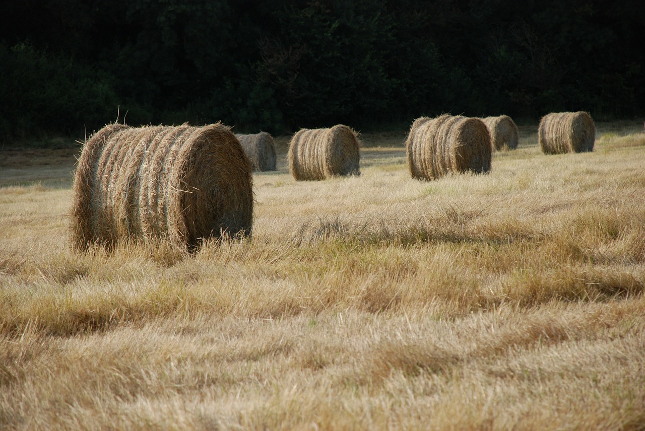 haystack bale of straw fields free photo