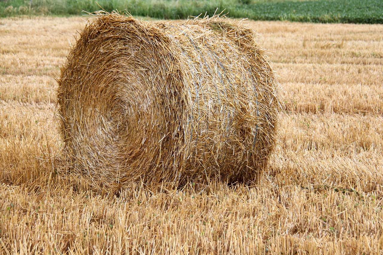 haystack  wheat  field free photo