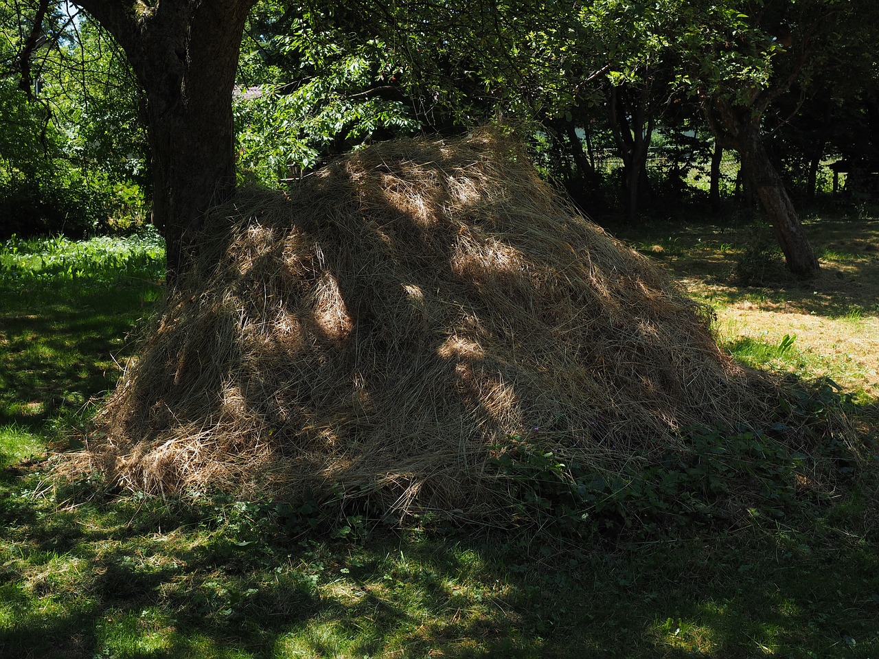haystack hay grass pile free photo