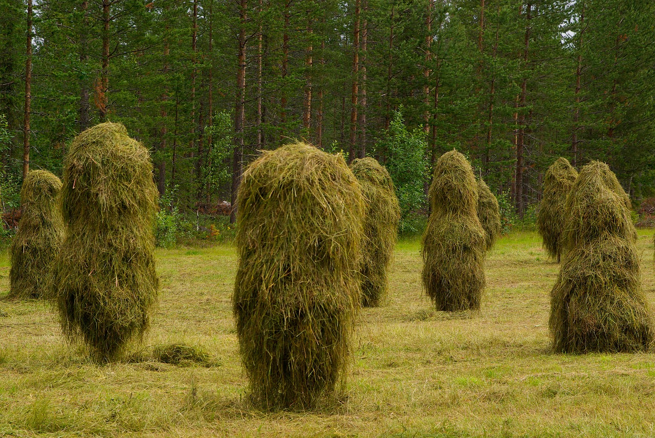 haystacks breeding farm free photo
