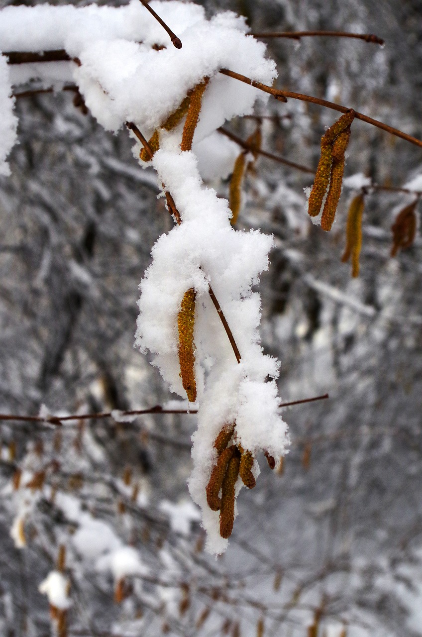 hazel snow early spring free photo