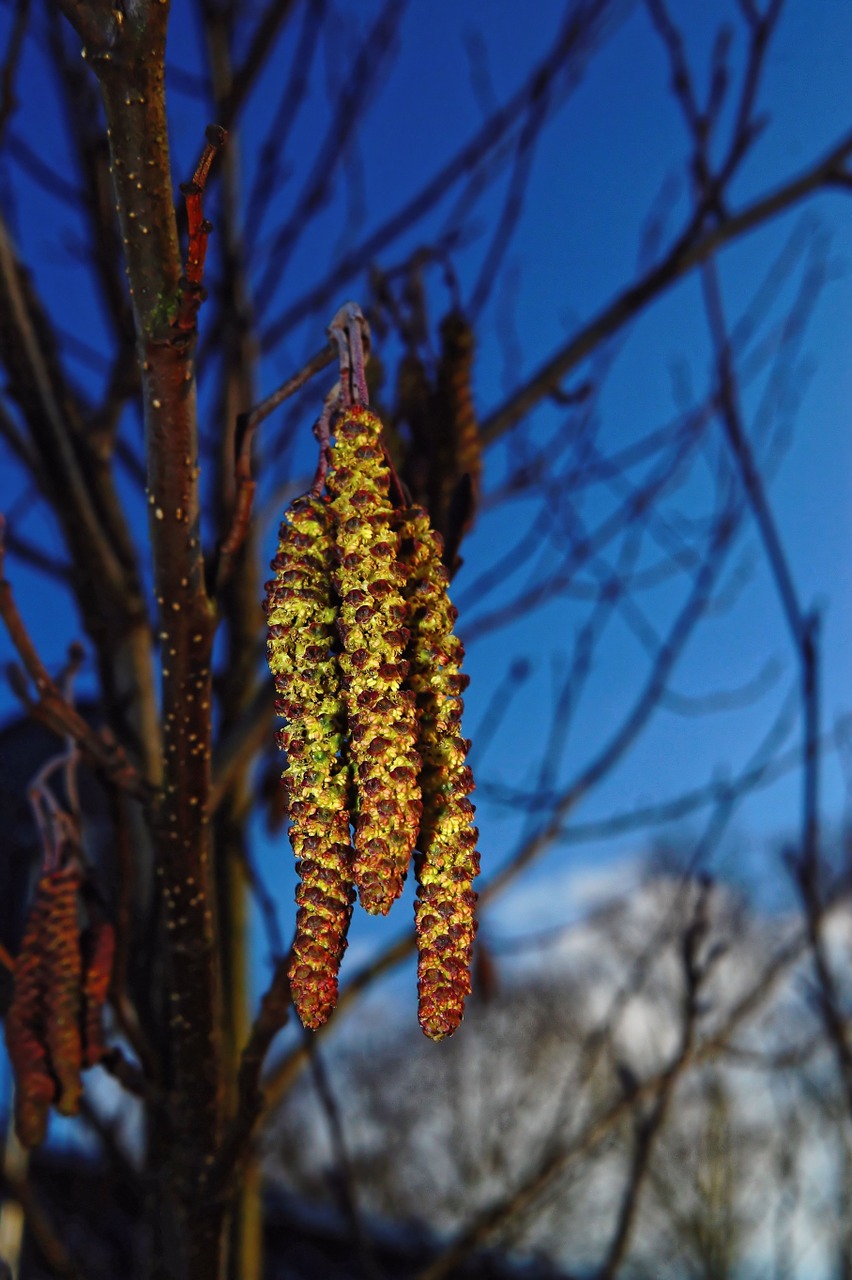 hazel hazelnut kitten spring free photo