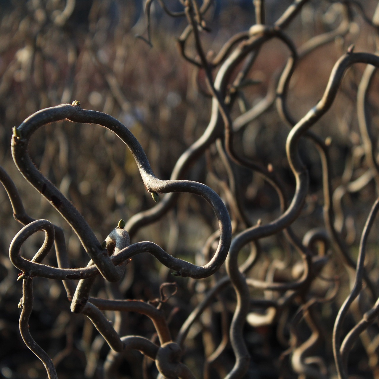 hazel corylus contorta free photo