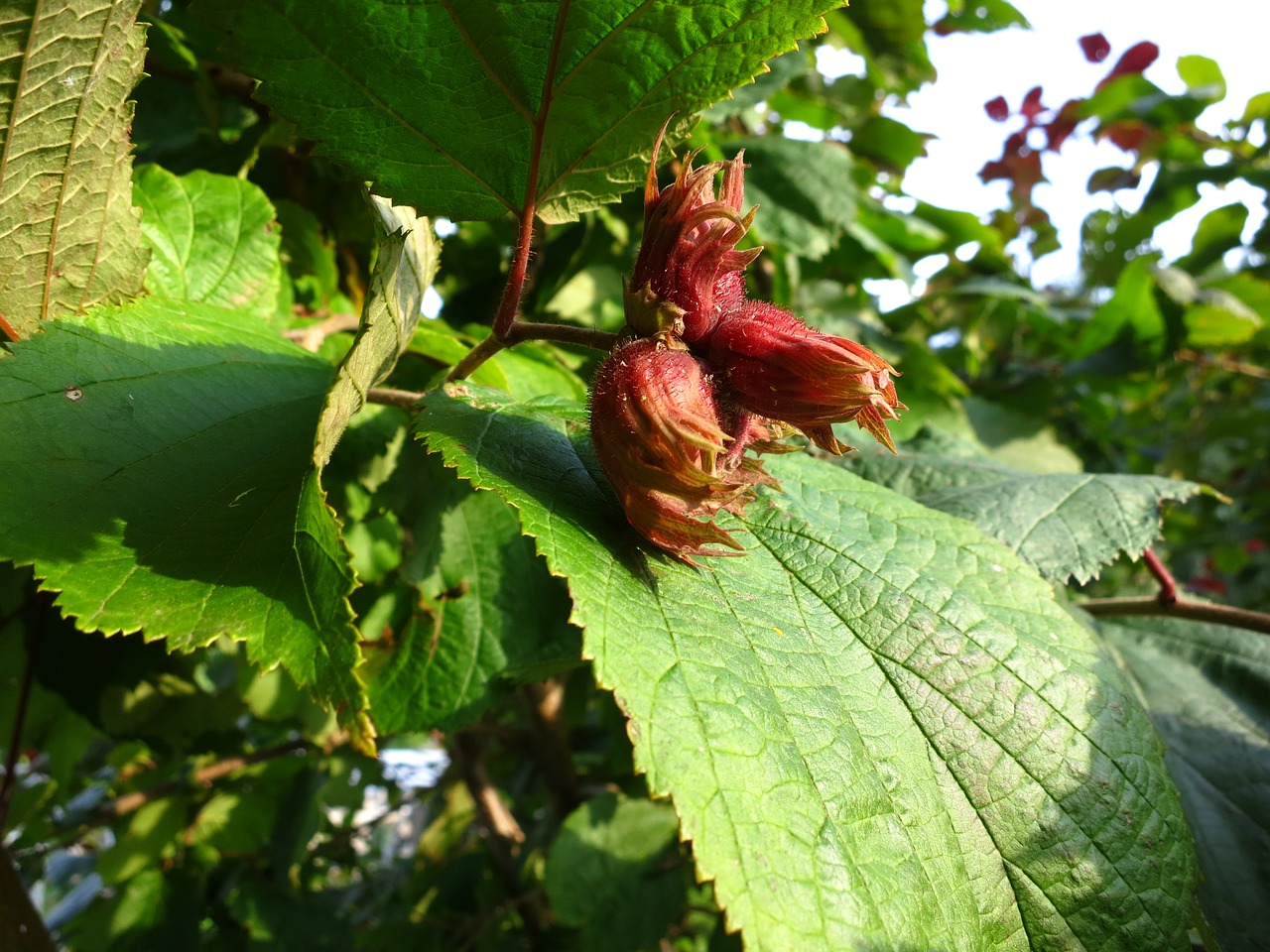 hazel forest shrub free photo