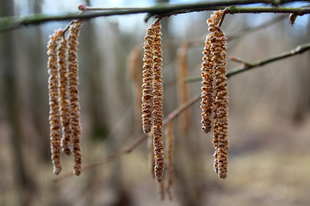 hazel forest nature free photo