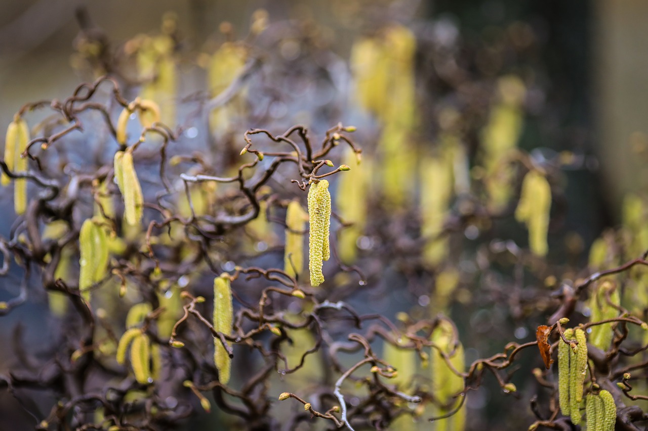 hazel  peanut flower  peanut bush free photo