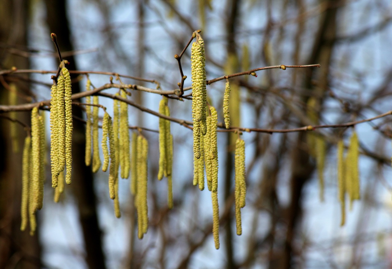 hazel  tree  early spring free photo