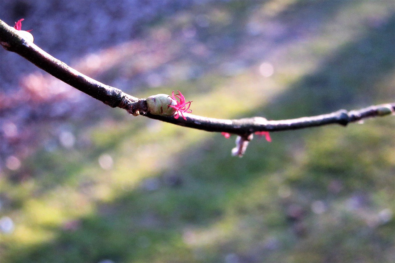 hazel  flower  small free photo