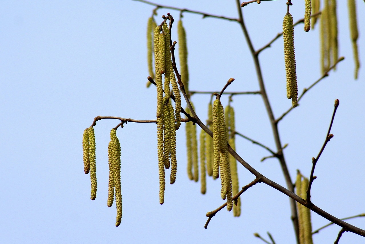 hazel  tree  spring free photo