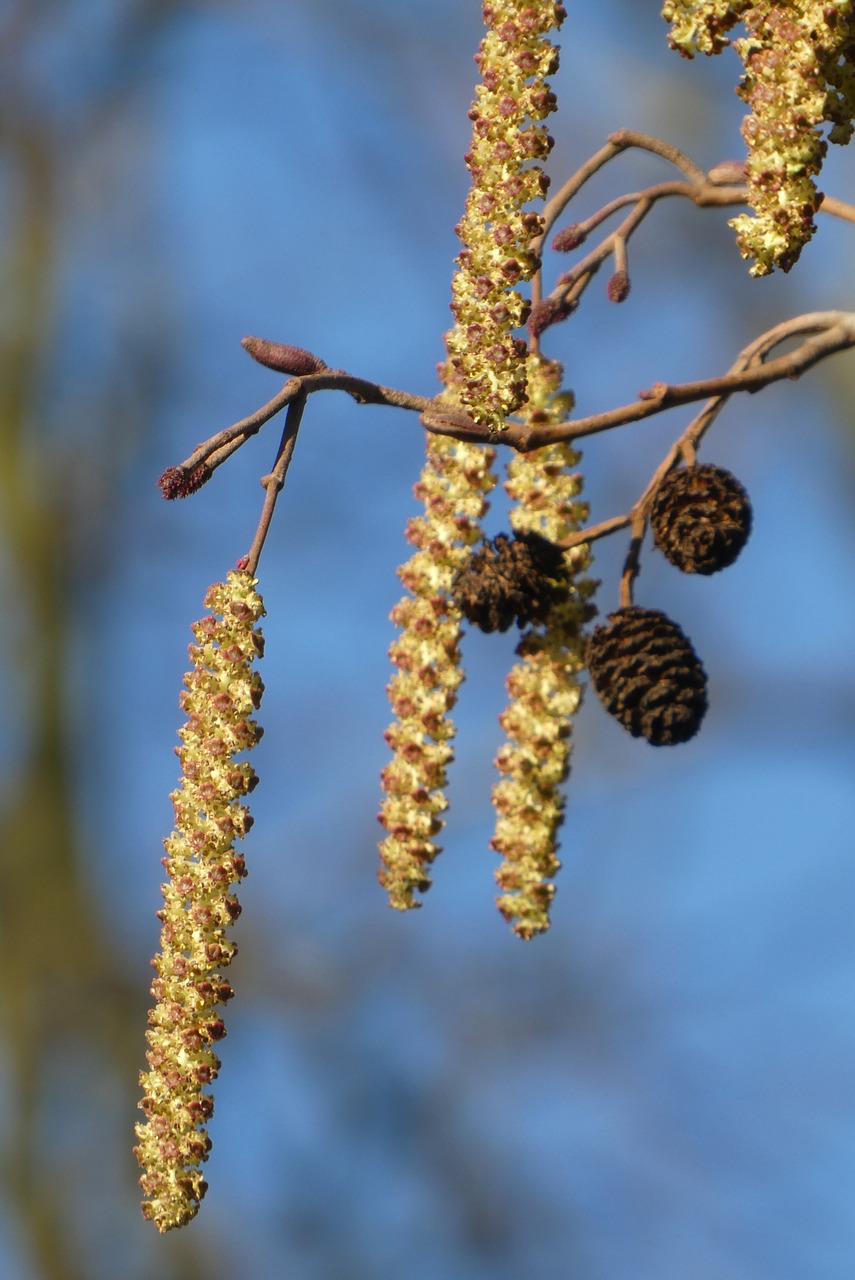 hazel  kittens  spring free photo